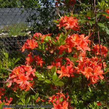 Load image into Gallery viewer, &#39;Jack Melton&#39; Flame Azalea - Rhododendron flammeum (1 Gal.)
