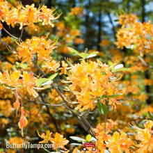 Load image into Gallery viewer, Florida flame azalea - Rhododendron austrinum (1 &amp; 3 Gallon)
