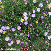 Load image into Gallery viewer, Rice Button Aster - Symphyotrichum dumosum (1 Gallon)
