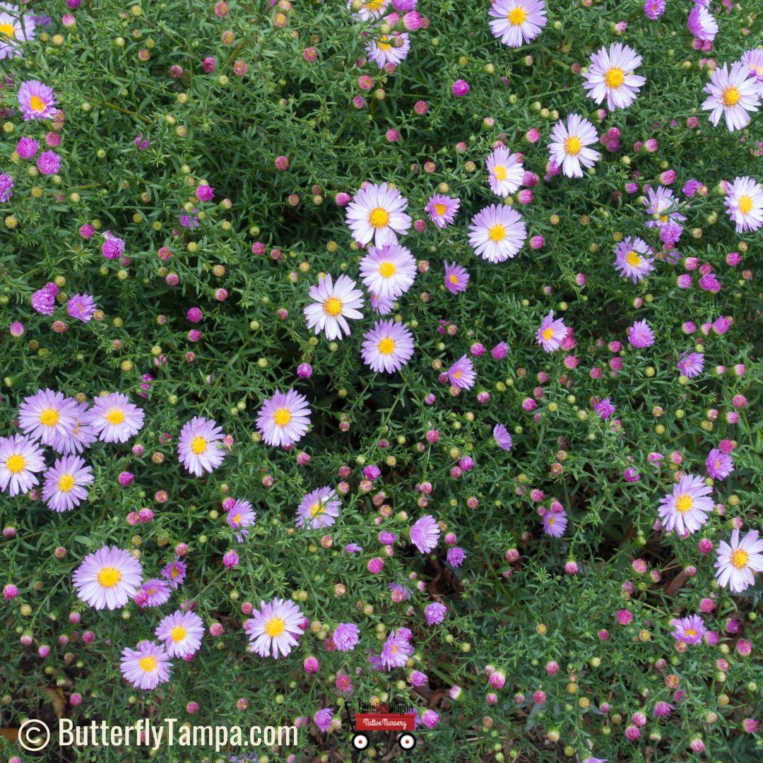 Rice Button Aster - Symphyotrichum dumosum (1 Gallon) – Little Red ...