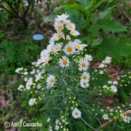 Rice Button Aster (Symphyotrichum dumosum) - 1 Gallon