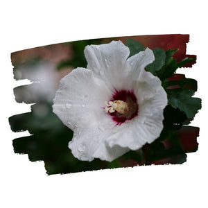 Rose Mallow - Hibiscus lasiocarpos (3 Gal.)