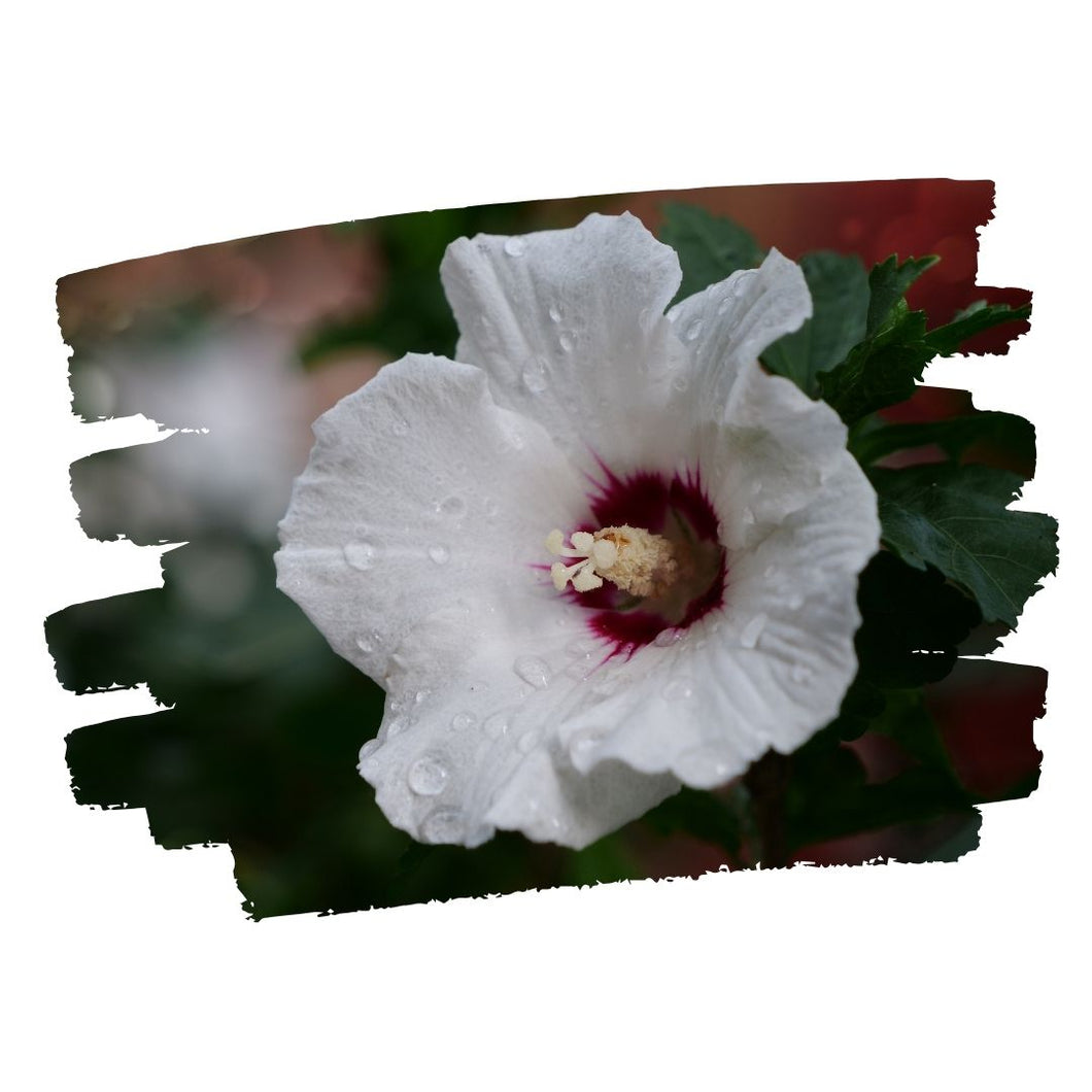 Rose Mallow - Hibiscus lasiocarpos (3 Gal.)