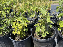 Load image into Gallery viewer, Rose Mallow - Hibiscus lasiocarpos (3 Gal.)
