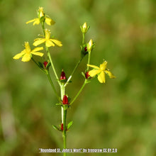 Load image into Gallery viewer, Roundpod St. Johns Wort- Hypericum cistilfoliuom (1 gal)
