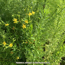 Load image into Gallery viewer, Roundpod St. Johns Wort- Hypericum cistilfoliuom (1 gal)
