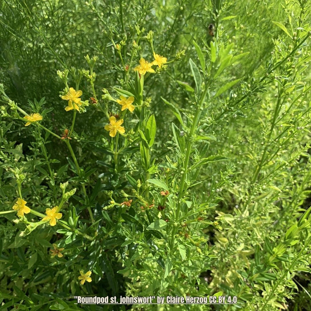 Roundpod St. Johns Wort- Hypericum cistilfoliuom (1 gal)
