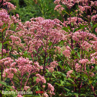 Spotted Joe Pye Weed (Eutrochium maculatum) - 3 Gallon