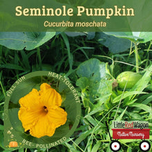 Load image into Gallery viewer, Seminole Pumpkin - Cucurbita moschata
