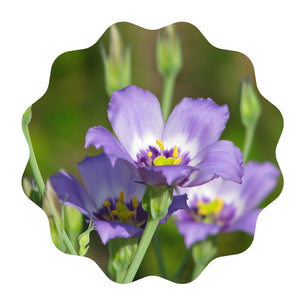 Seaside Gentian - Eustoma exaltatum (1 Gal.)