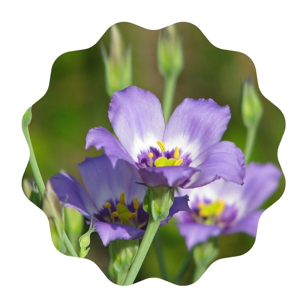 Seaside Gentian - Eustoma exaltatum (1 Gal.)