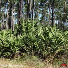 Load image into Gallery viewer, Blue Stem Palmetto - Sabal minor (3 Gal)
