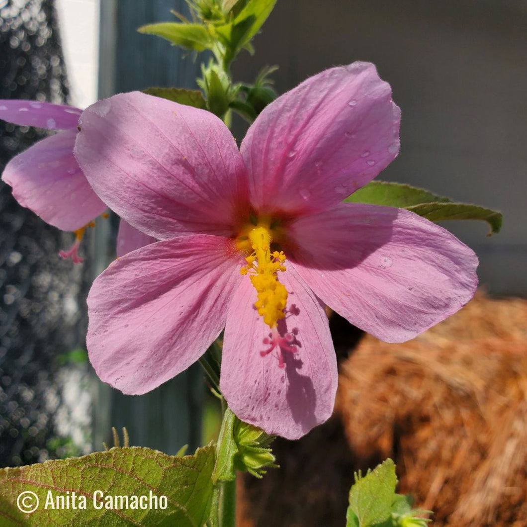 Saltmarsh Mallow - Kosteletzkya pentacarpos