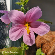 Saltmarsh Mallow (Kosteletzkya pentacarpos)