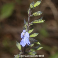 Little Blue Sage (Salvia serotina) - 1 Gallon