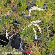 Spinehill Wireweed (Polygonum nesomii) - 1 Gallon