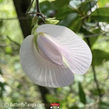 Load image into Gallery viewer, Sandhill Butterfly Pea (Centrosema arenicola) - 1 Gallon
