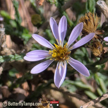 Load image into Gallery viewer, Scaleleaf Aster - Symphyotrichum adnatum (1 Gal)
