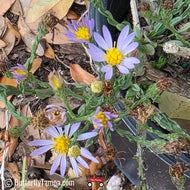 Scaleleaf Aster (Symphyotrichum adnatum) - 1 Gallon