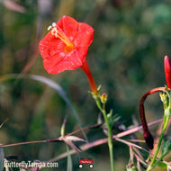 Scarlet Morning Glory (Ipomoea hederifolia)