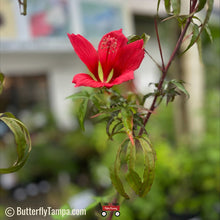 Load image into Gallery viewer, Scarlet Hibiscus - Hibiscus coccineus (1 &amp; 3 gal.)
