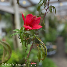 Load image into Gallery viewer, Scarlet Hibiscus - Hibiscus coccineus (1 &amp; 3 gal.)
