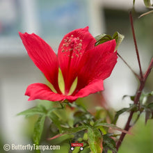 Load image into Gallery viewer, Scarlet Hibiscus - Hibiscus coccineus (1 &amp; 3 gal.)
