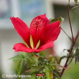 Scarlet Hibiscus - Hibiscus coccineus (1 & 3 gal.)