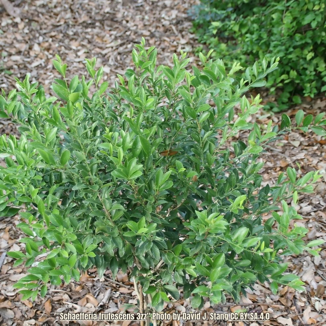 Florida Boxwood - Schaefferia frutescens (1 Gal)