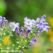 Load image into Gallery viewer, Skullcap - Scutellaria spp. - (1 gal.)

