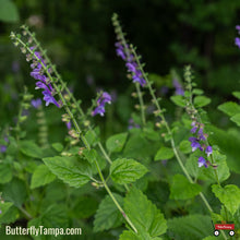 Load image into Gallery viewer, Skullcap - Scutellaria spp. - (1 gal.)

