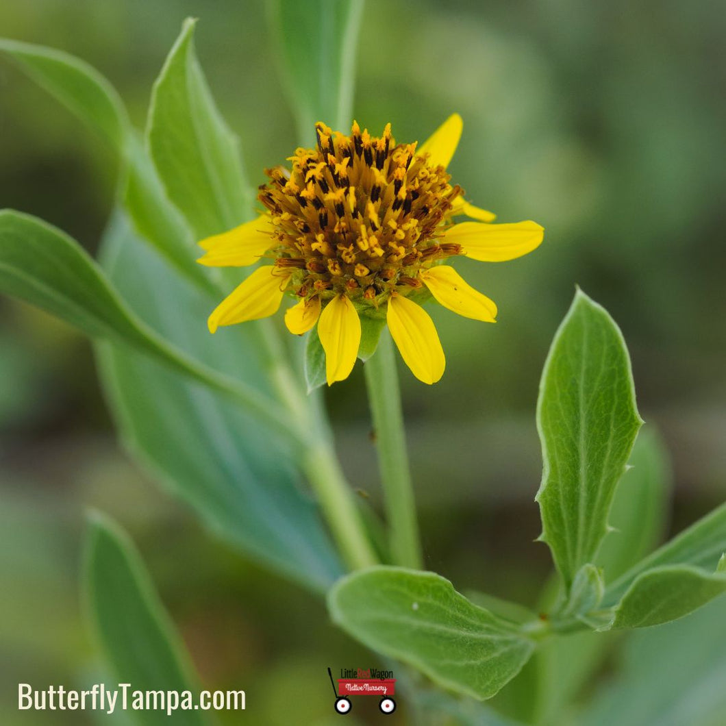 Sea Oxeye Daisy - Borrichia frutescens