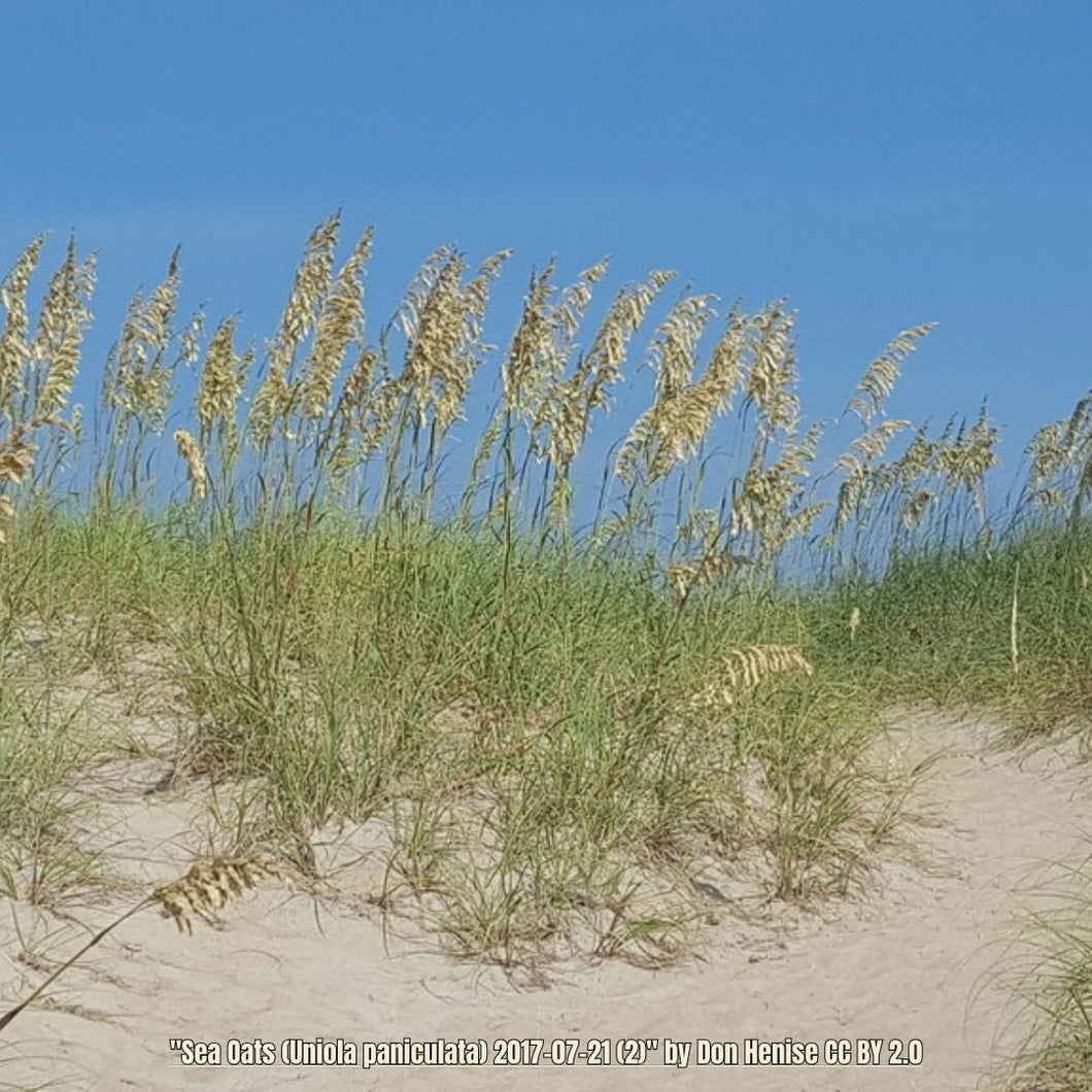 Sea Oats - Uniola paniculata (1 Gallon)