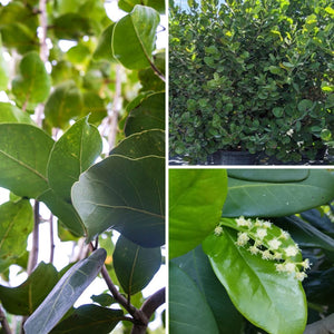 Sea Plum - Coccoloba uvifera x diversifolia (3 Gal.)