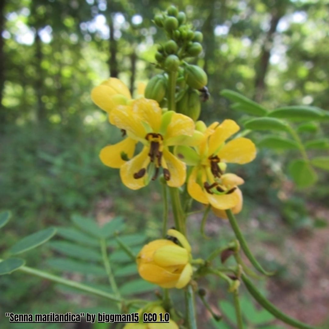 American Senna - Senna marilandica (3 Gal.)