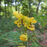 American Senna (Senna marilandica) - 3 Gallon