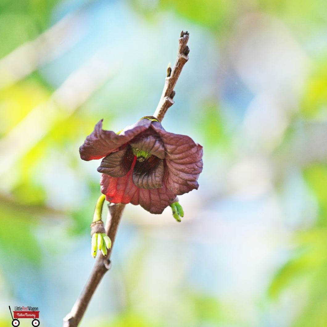 Pawpaw Tree - Asimina Triloba