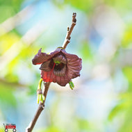 Pawpaw Tree (Asimina Triloba)
