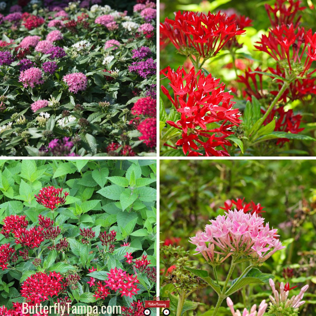 penta plant seeds Heirloom Pentas