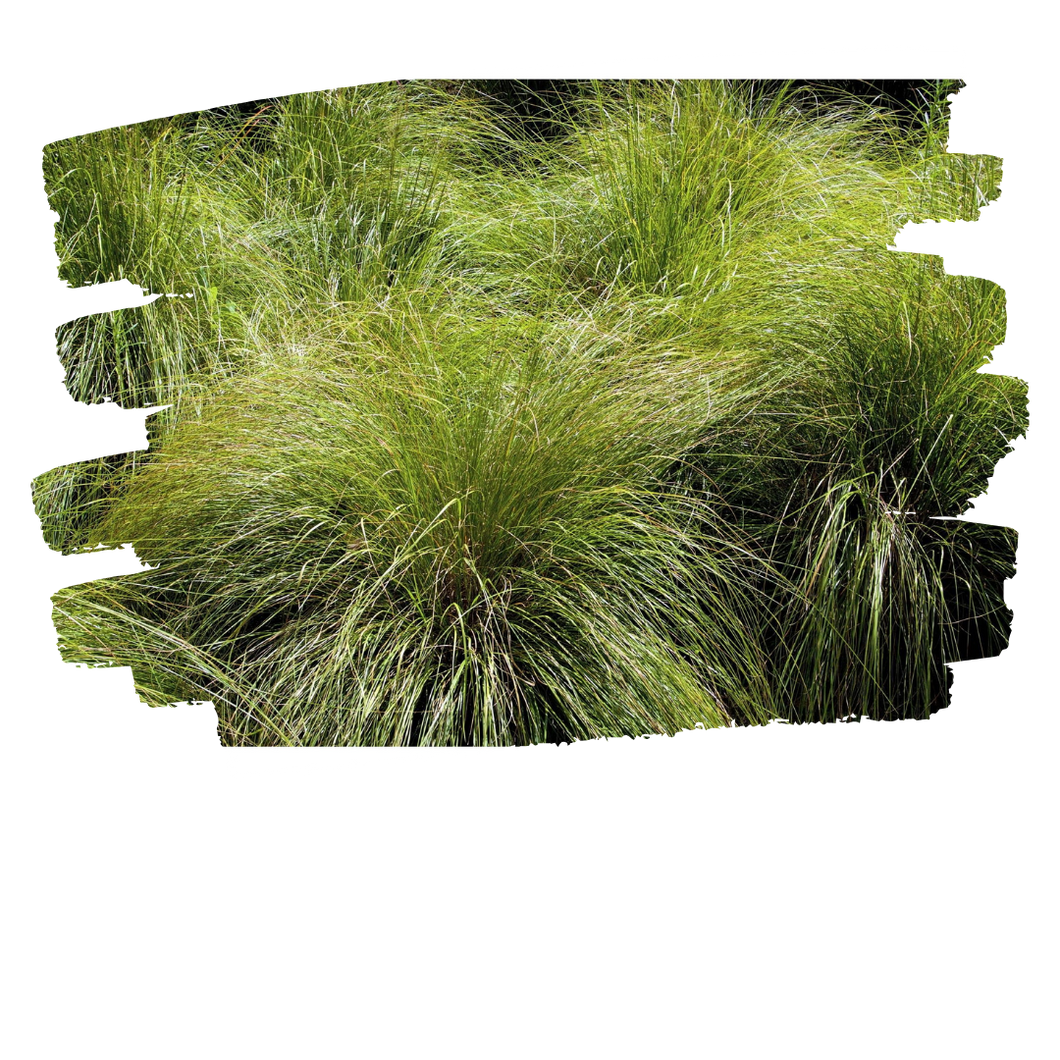 Pineywoods Dropseed - Sporobolus juneceus (1 Gal)