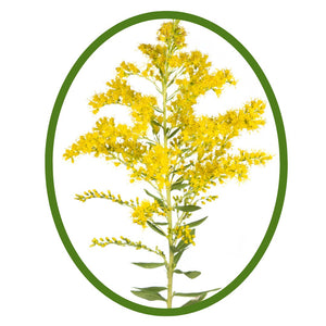 Leavenworth's Goldenrod - Solidago leavenworthii (1 Gal)