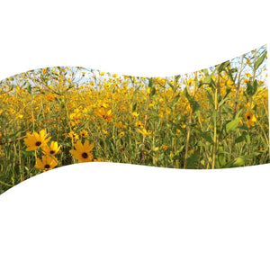 Southeastern Sunflower - Helianthus agrestis (1 Gallon)