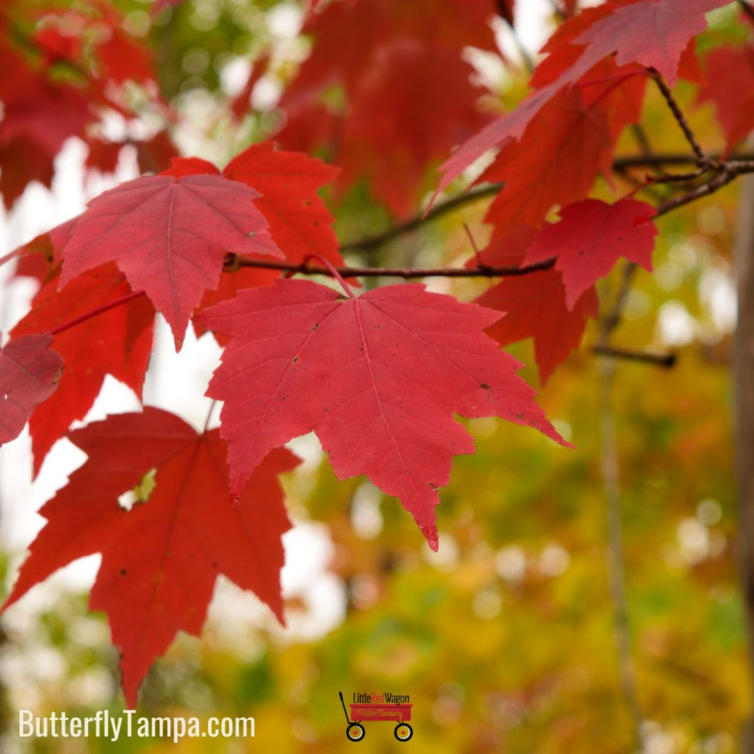 Red Maple - Acer Rubrum