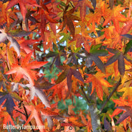 Red Maple (Acer Rubrum)