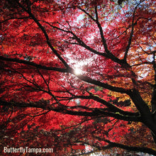 Load image into Gallery viewer, Red Maple - Acer Rubrum

