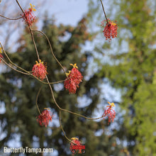 Load image into Gallery viewer, Red Maple - Acer Rubrum
