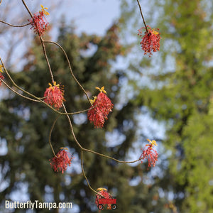 Red Maple - Acer Rubrum