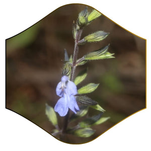 Little Blue Sage - Salvia serotina (1 Gallon)