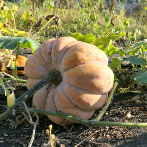 Seminole Pumpkin - Cucurbita moschata