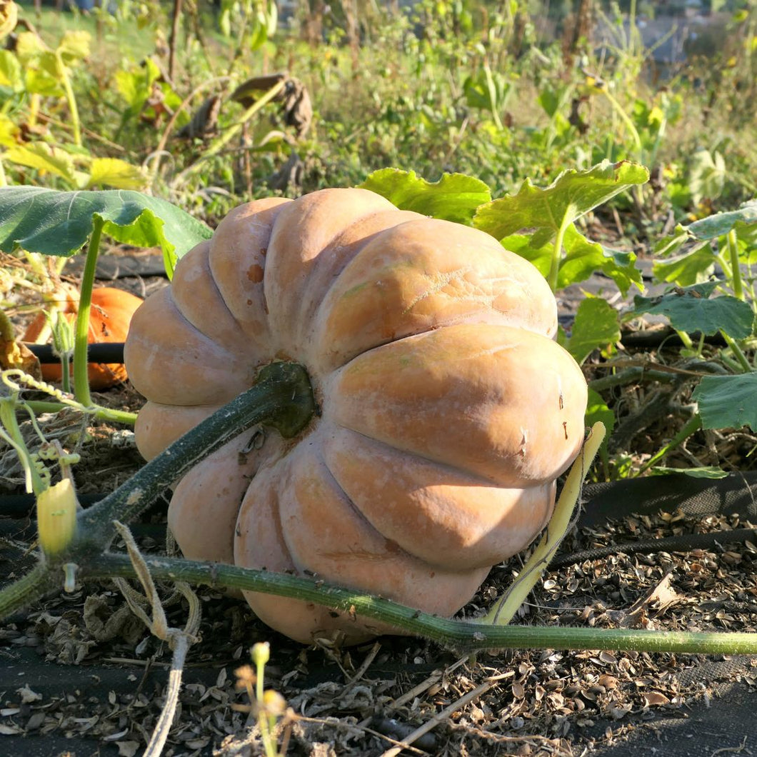 Seminole Pumpkin - Cucurbita moschata